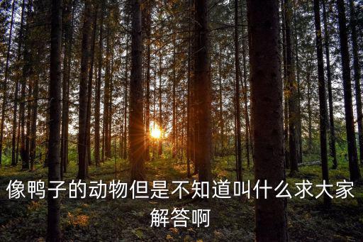 像鴨子的動物但是不知道叫什么求大家解答啊