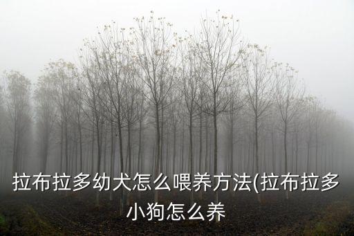 拉布拉多幼犬怎么喂養方法(拉布拉多小狗怎么養