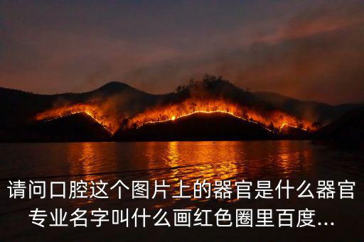 請問口腔這個圖片上的器官是什么器官專業名字叫什么畫紅色圈里百度...