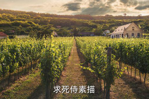 求死侍素描