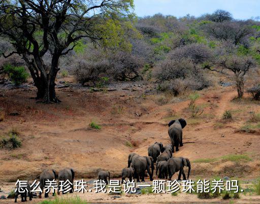 珍珠養殖方法,人工無核珍珠養殖方法:先從外套膜施術后開始