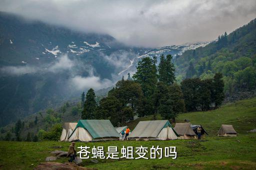 蒼蠅是蛆變的嗎