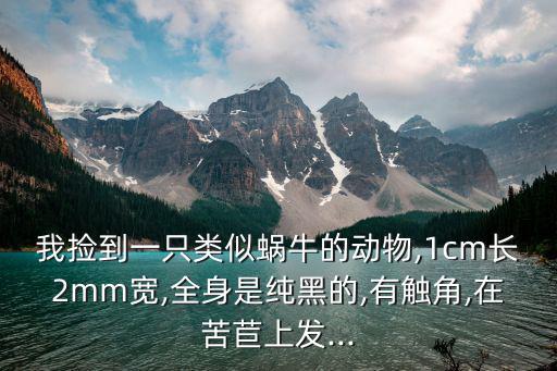 我撿到一只類似蝸牛的動物,1cm長2mm寬,全身是純黑的,有觸角,在苦苣上發...