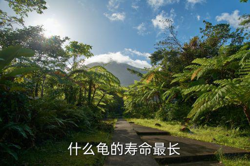 什么龜?shù)膲勖铋L