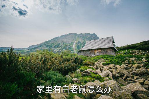 家里有白老鼠怎么辦