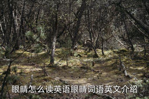 眼睛怎么讀英語眼睛詞語英文介紹