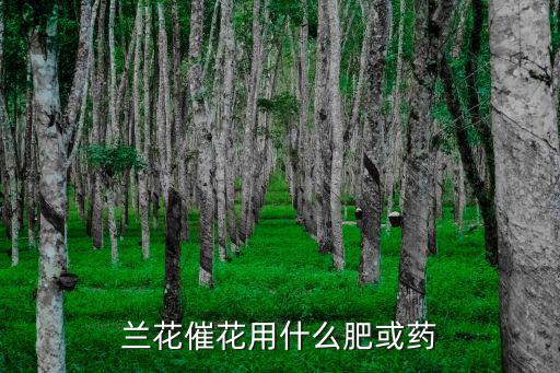 蘭花催花技巧,如何讓蘭花開花?需要注意什么?