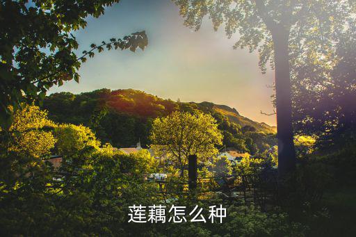 蓮藕怎么種