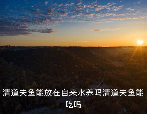 清道夫魚能吃嗎,清道夫魚不能吃嗎?，會讓狀況更糟糕