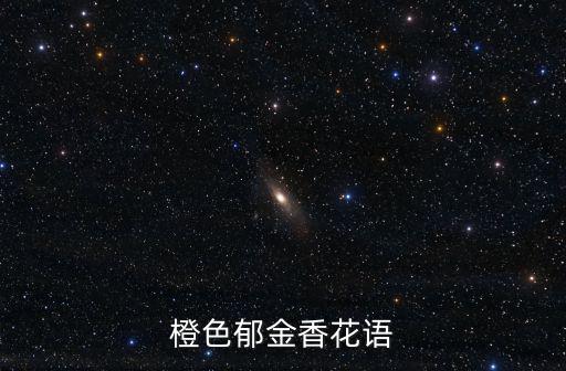 橙色郁金香花語