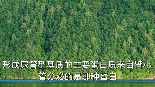 形成尿管型基質(zhì)的主要蛋白質(zhì)來自腎小管分泌的是那種蛋白