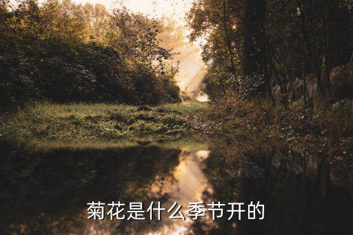 菊花幾月份開花,菊花的花期是什么時候開?