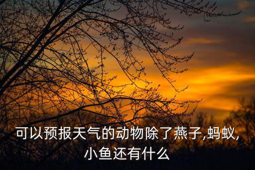 會預報天氣的動物,魚也能預報天氣!