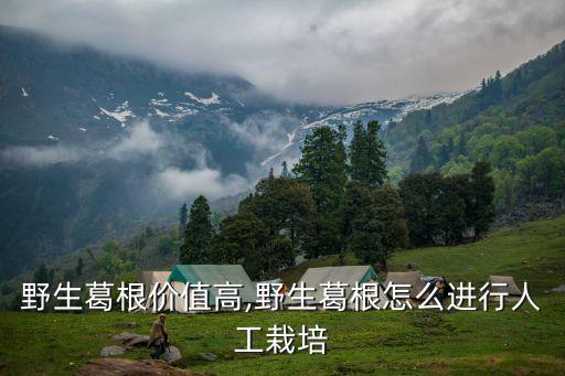 野生葛根,野生葛根粉營(yíng)養(yǎng)豐富與人工種植不同之處