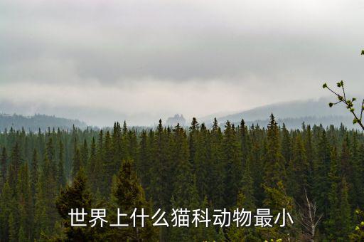 世界上什么貓科動物最小