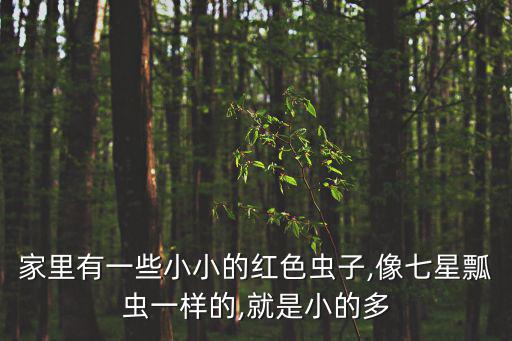 七星瓢蟲圖片,七星瓢蟲有哪些知識點?