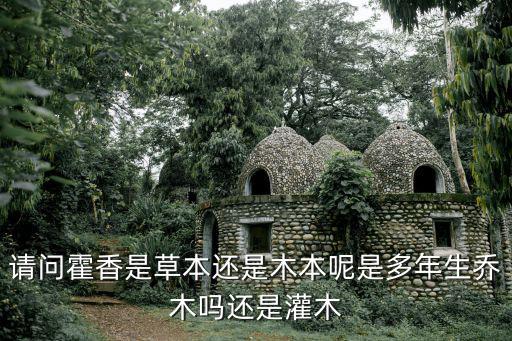 請問霍香是草本還是木本呢是多年生喬木嗎還是灌木