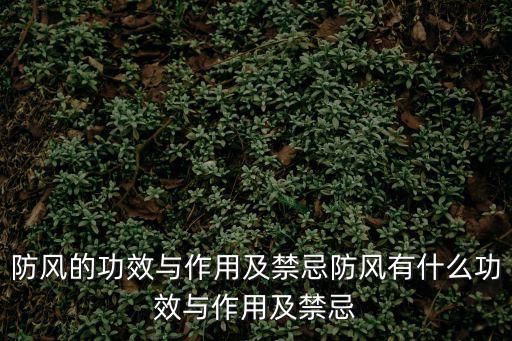 防風(fēng)的功效與作用及禁忌防風(fēng)有什么功效與作用及禁忌