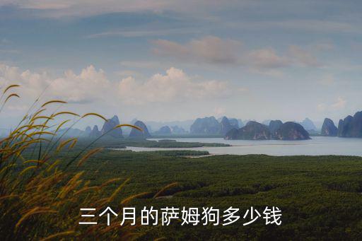 薩姆狗,你買薩摩如果價格很貴可以先看看狗爪子粗不粗