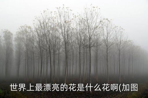 世界上最漂亮的花是什么花啊(加圖