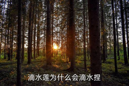 滴水蓮為什么會滴水捏