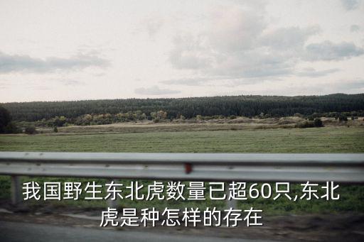 我國野生東北虎數量已超60只,東北虎是種怎樣的存在