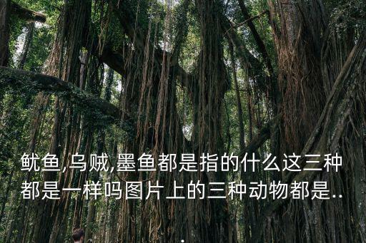 魷魚,烏賊,墨魚都是指的什么這三種都是一樣嗎圖片上的三種動物都是...