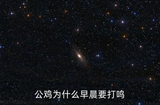 公雞為什么早晨要打鳴