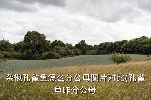 孔雀魚公母分辨圖,孔雀魚怎么分公母?