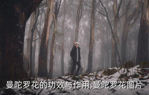 曼陀羅花的功效與作用,曼陀羅花圖片