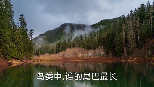 尾巴很長的鳥,尾巴最長的鳥類是什么鳥?