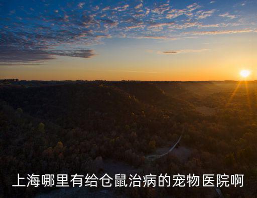上海哪里有給倉鼠治病的寵物醫院啊