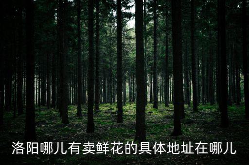 洛陽澗西上海市場附近鮮花店，洛陽市間西區(qū)那里有賣花的
