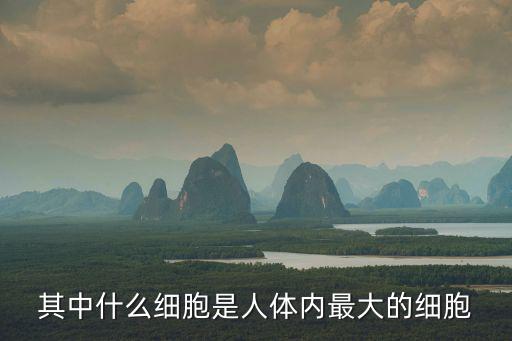 人體最大的細(xì)胞是,迄今最小支原體細(xì)胞直徑接近這個(gè)極限
