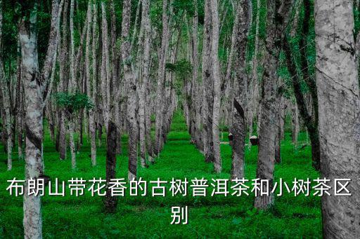 布朗山普洱茶,景邁山古樹(shù)茶與森林混生茶香與普洱茶不同