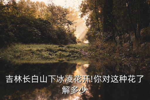 吉林長白山下冰凌花開!你對這種花了解多少