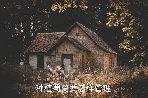 種植蜀葵要怎樣管理