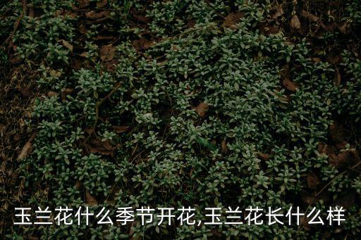 玉蘭花什么季節開花,玉蘭花長什么樣