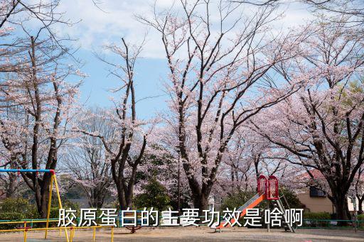 膠原蛋白的主要功效是啥啊