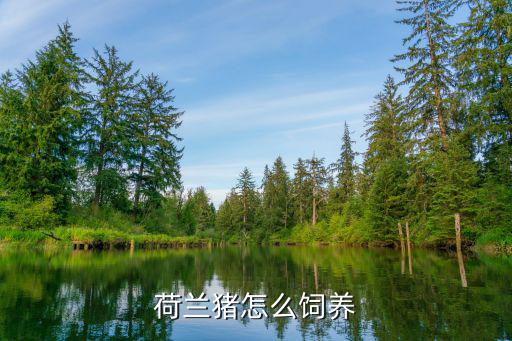 豚鼠怎么養(yǎng),荷蘭豬怎么養(yǎng)?這樣飼養(yǎng)很好養(yǎng)