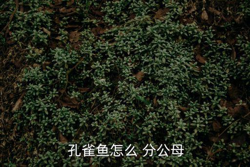孔雀魚怎么分公母,觀察胸鰭和腹鰭變化可鑒定孔雀魚雌雄