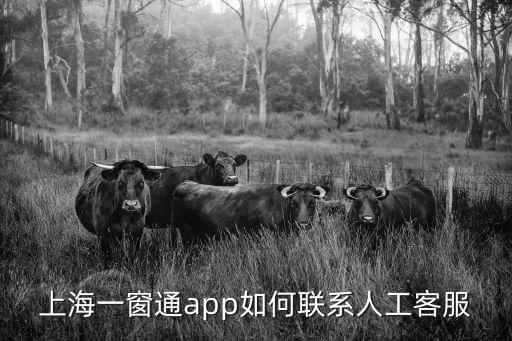 上海一窗通app如何聯(lián)系人工客服
