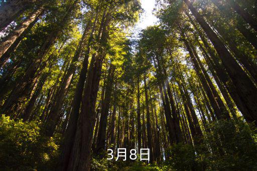 3月8日