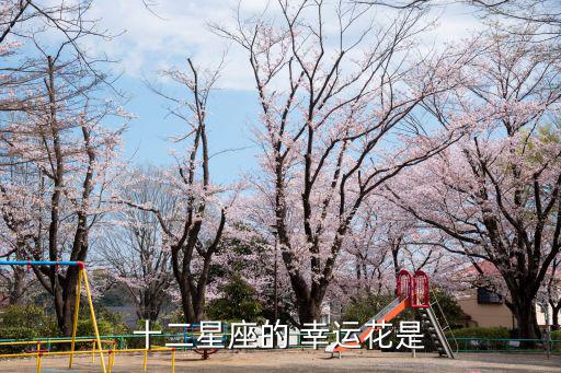 十二星座的 幸運花是