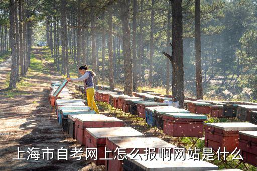 上海市自考網上怎么報啊網站是什么