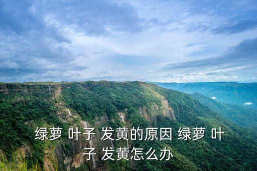  綠蘿 葉子 發黃的原因 綠蘿 葉子 發黃怎么辦