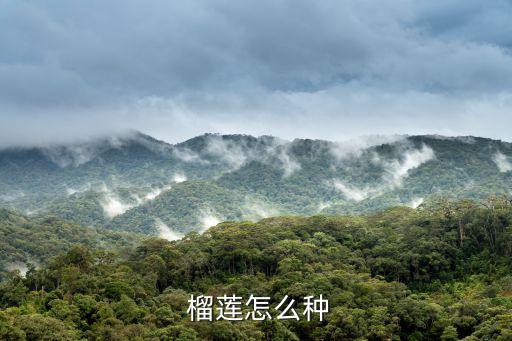  榴蓮怎么種
