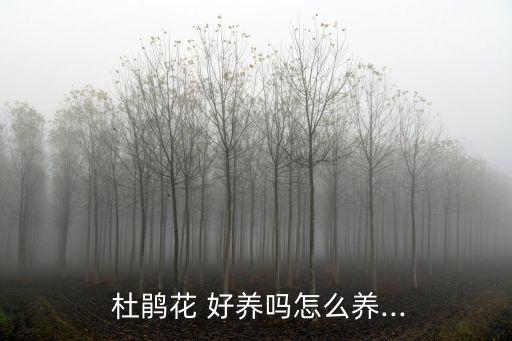  杜鵑花 好養(yǎng)嗎怎么養(yǎng)...