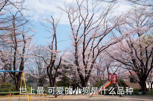 最可愛(ài)的狗,世界上最可愛(ài)狗名字叫yeunglele