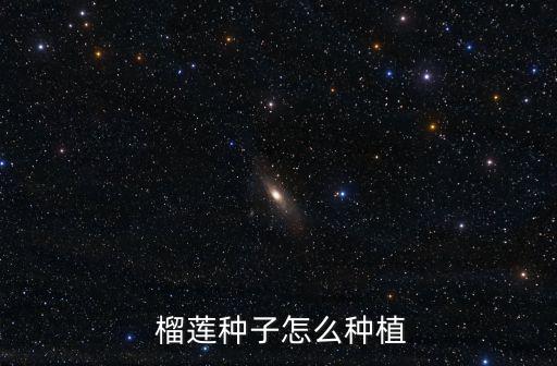  榴蓮種子怎么種植
